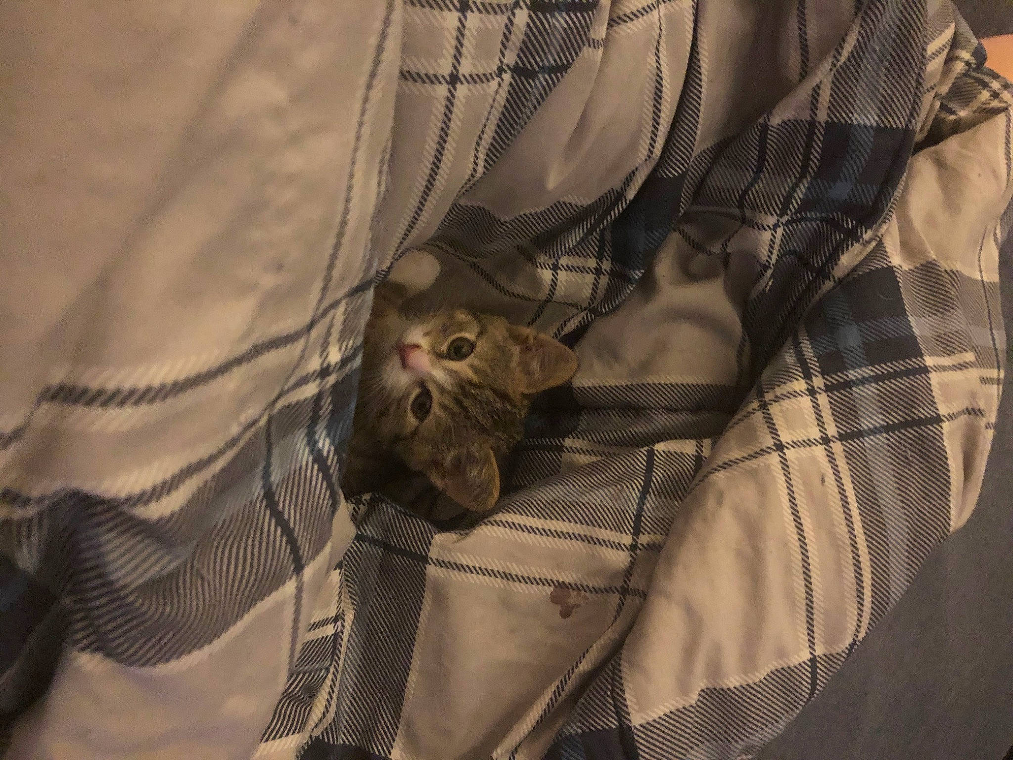 Oscar joined the competition — help win amazing prizes! cat, fawn, felidae, fur, small_to_medium_sized_cats, textile, whiskers