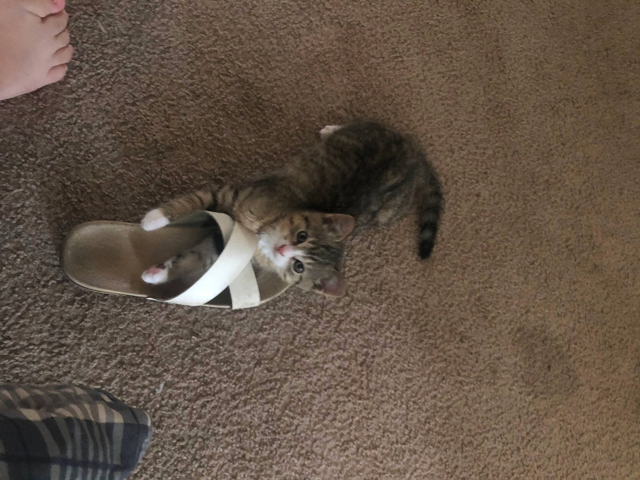 Oscar is registered to the contest to win money with this photo: carnivore, cat, domestic_short_haired_cat, european_shorthair, fawn, felidae, kitten, paw, polydactyl_cat, sand, small_to_medium_sized_cats, tail, whiskers