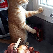 Ninou participe au concours pour gagner de l'argent avec cette photo : cat, orange_tabby, window, onions, basket, kitchen, countertop, indoor, curious, pet, feline, standing, paw, looking_outside, food, vegetables, container, home, domestic, natural_light