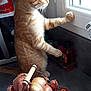 cat, orange_tabby, window, onions, basket, kitchen, countertop, indoor, curious, pet, feline, standing, paw, looking_outside, food, vegetables, container, home, domestic, natural_light