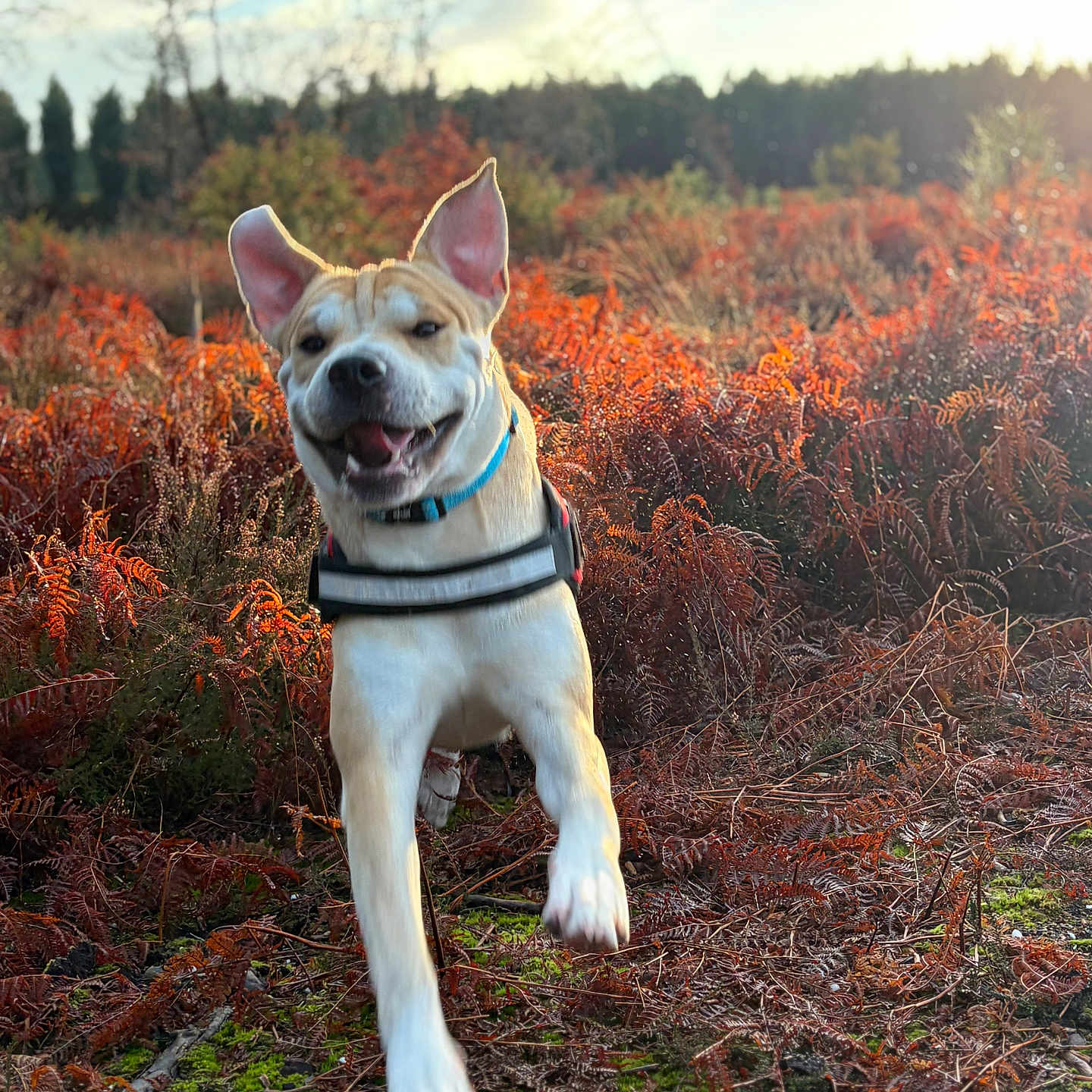Victoire participe au concours pour gagner de l'argent avec cette photo : dog, animal, outdoor, nature, autumn, field, grass, playful, running, happy, ears, collar, sunlight, sky, trees, leaves, daylight, canine, muzzle, fur