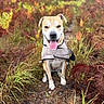 Victoire a rejoint le concours — aidez-le/la à gagner de superbes lots ! dog, animal, pet, outdoor, autumn, forest, nature, grass, leaves, jacket, tongue, canine, brown, white, sitting, happy, fur, smiling, path, flora