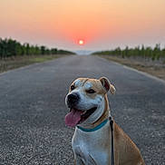 Victoire a rejoint le concours — aidez-le/la à gagner de superbes lots ! dog, animal, pet, sunset, road, outdoor, nature, leash, collar, tongue_out, happy, sitting, sky, sun, trees, landscape, quiet, evening, scenic, background