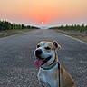 animal, background, collar, dog, evening, happy, landscape, leash, nature, outdoor, pet, quiet, road, scenic, sitting, sky, sun, sunset, tongue_out, trees