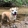 animal, brown_dog, canine, collar, creek, daylight, dog, forest, greenery, happy, muddy_paws, nature, outdoor, pet, playful, shallow_water, standing, summer, tongue_out, water