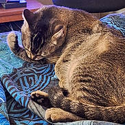 Prissy joined the competition — help win amazing prizes! cat, tabby, feline, pet, animal, indoor, quilt, patterned, sleeping, grooming, tail, paw, fur, home, furniture, chair, desk, cozy, resting, cute