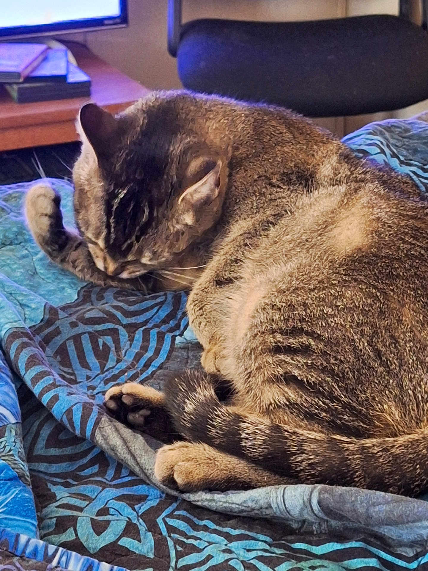 Prissy joined the competition — help win amazing prizes! cat, tabby, feline, pet, animal, indoor, quilt, patterned, sleeping, grooming, tail, paw, fur, home, furniture, chair, desk, cozy, resting, cute