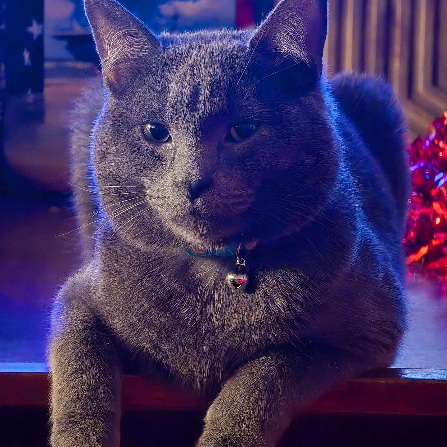 Styx is registered to the contest to win money with this photo: bell, blue_lighting, bokeh, cat, close_up, collar, domestic, ears, feline, fur, gray_cat, indoor, paws, pet, portrait, relaxed, shiny_decoration, sitting, table, whiskers