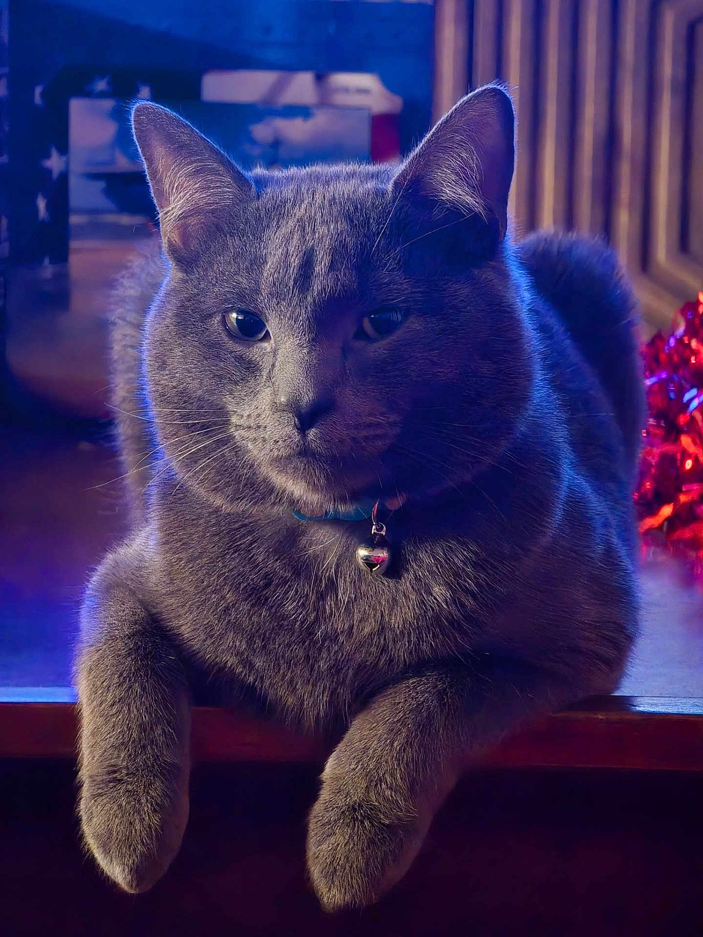 Styx is registered to the contest to win money with this photo: cat, gray_cat, feline, pet, close_up, portrait, whiskers, ears, paws, fur, collar, bell, relaxed, sitting, indoor, table, blue_lighting, bokeh, shiny_decoration, domestic