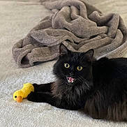 Shadow joined the competition — help win amazing prizes! cat, black_cat, long_fur, pet, yellow_toy, plush_duck, bed, blanket, cozy, surprised_expression, wide_eyes, whiskers, paw, indoor, animal, portrait, fur, playful, cute, domestic