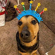 Dexter is registered to the contest to win money with this photo: dog, pet, birthday_hat, party_hat, sparkly_crown, brown_fur, black_fur, close_up, carpet, indoors, looking_up, nose, eyes, celebration, costume, accessory, boots, gift_bag, chair, floor