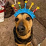 dog, pet, birthday_hat, party_hat, sparkly_crown, brown_fur, black_fur, close_up, carpet, indoors, looking_up, nose, eyes, celebration, costume, accessory, boots, gift_bag, chair, floor