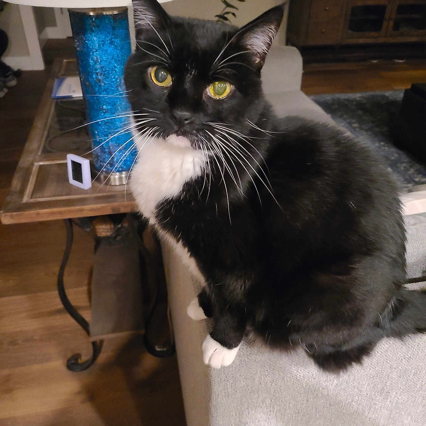 Meow Meow joined the competition — help win amazing prizes! animal, architecture, blackcat, building, cat, chair, couch, furniture, hardwood, indoors, interiordesign, lamp, livingroom, manx, person, pet, plywood, room, tablelamp, wood
