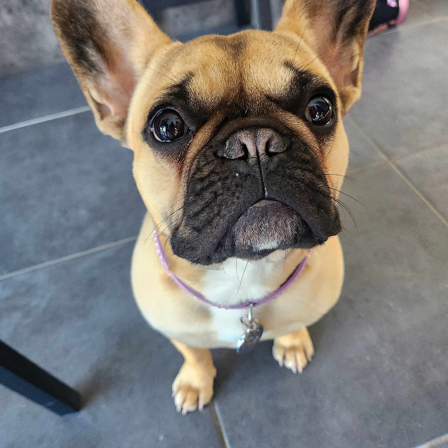 Joyá a rejoint le concours — aidez-le/la à gagner de superbes lots ! animal, boxer, boy, bulldog, canine, child, dog, frenchbulldog, leash, male, person, pet, pitbull, pug, puppy, snout