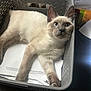 cat, siamese_cat, pet, animal, feline, basket, indoor, paper, curious, relaxed, whiskers, ears, paw, domestic, cute, lying_down, household, cozy, fabric, container