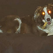 Hanky Panky is registered to the contest to win money with this photo: animal, brown, canine, chew_toy, companion, couch, cute, dark, dog, domestic, fur, furniture, glowing_eyes, household, indoor, laying, pet, playful, relaxing, white