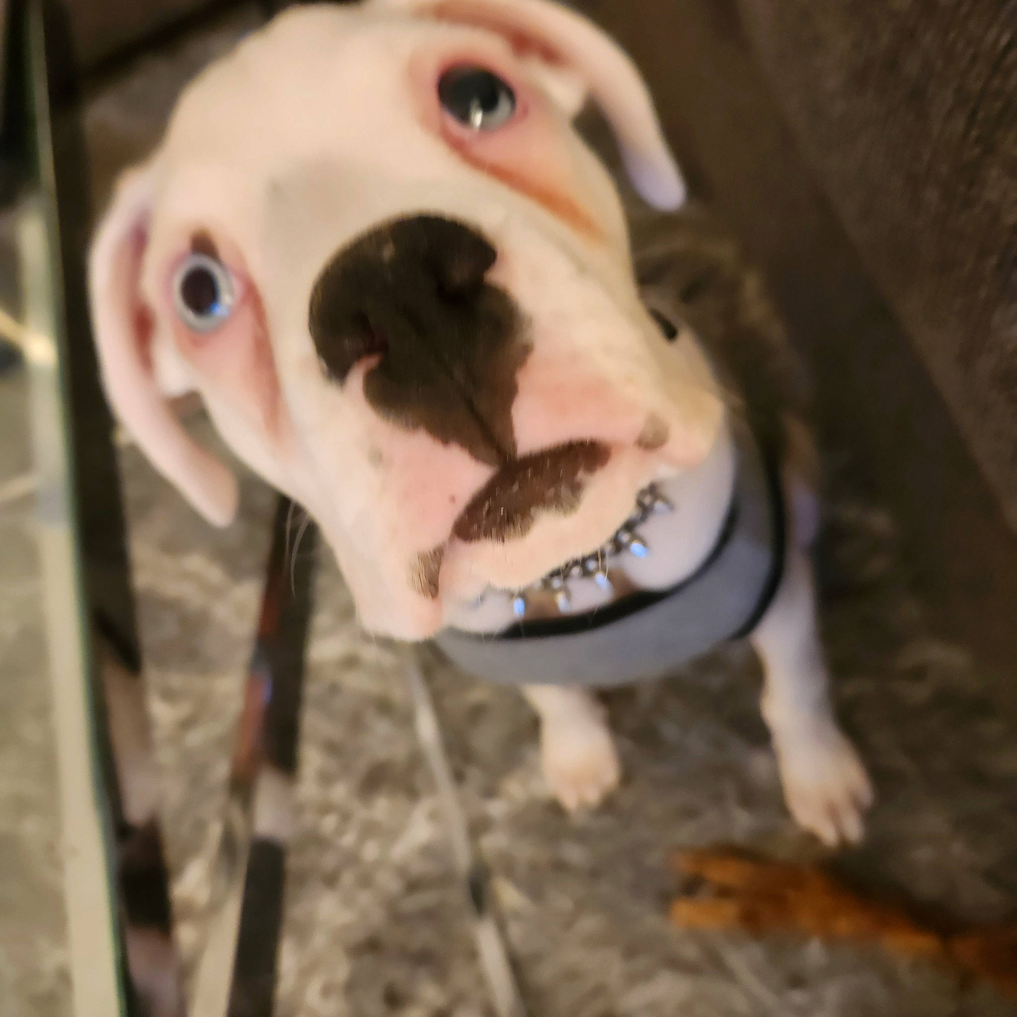 Harlo joined the competition — help win amazing prizes! canidae, carnivore, companion_dog, dog, dog_breed, dog_supply, ear, fawn, fur, jaw, livestock, non_sporting_group, pet_supply, snout, sporting_group, terrestrial_animal, whiskers, wood, working_animal