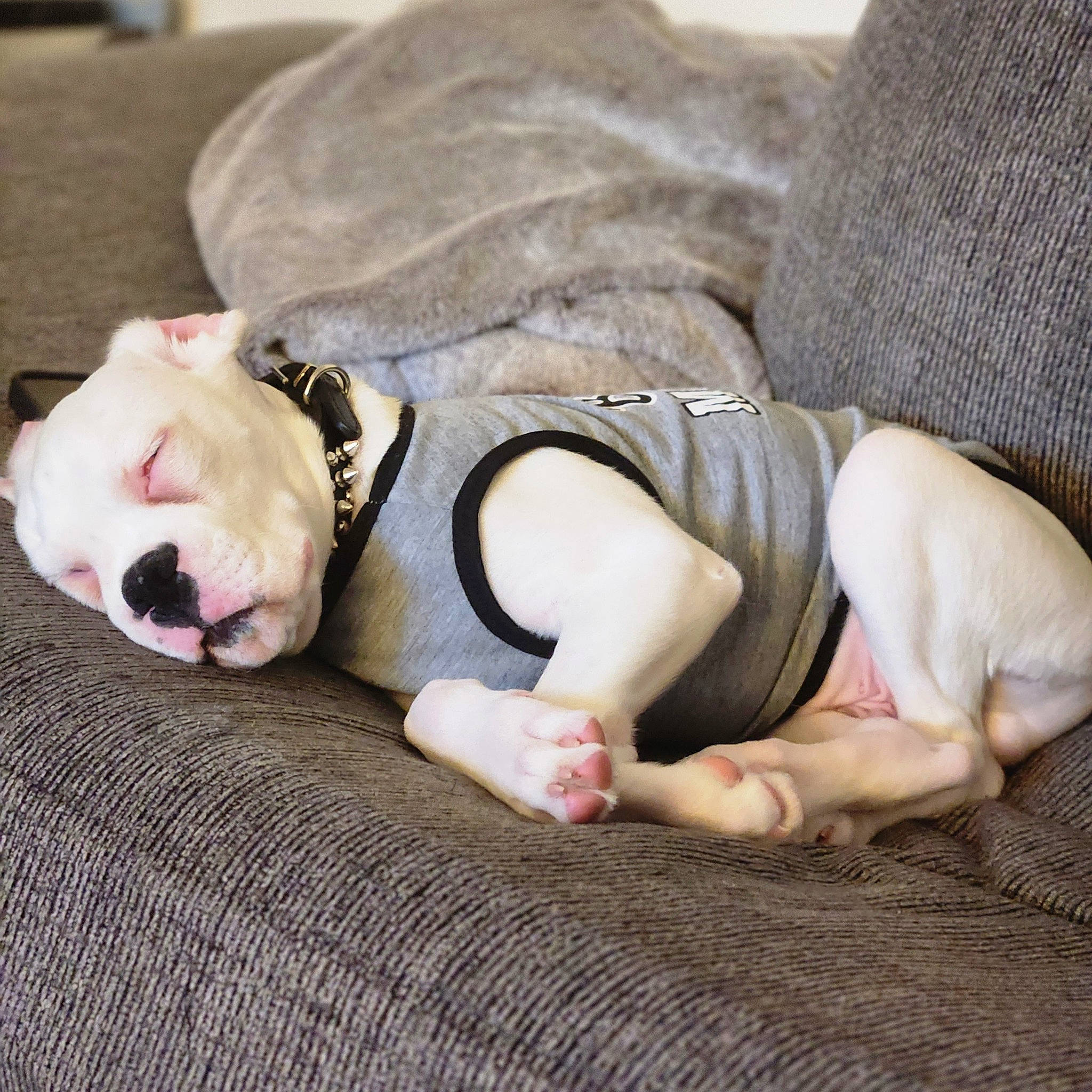 Harlo joined the competition — help win amazing prizes! barefoot, bedding, child, comfort, companion_dog, elbow, eye, fawn, flesh, foot, fur, head, human_body, human_leg, knee, linens, sitting, textile, thigh, wood