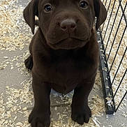 Moka a rejoint le concours — aidez-le/la à gagner de superbes lots ! adorable, animal, chocolate_brown, close_up, cute, dog, ears, face, floor, fur, indoor, looking_at_camera, nose, pet, puppy, sitting, small_puppy, wire_fence, wood_shavings, young_dog