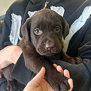 Moka a rejoint le concours — aidez-le/la à gagner de superbes lots ! puppy, dog, brown, close_up, cute, pet, animal, holding, hand, person, hoodie, clothing, indoor, face, paw, young, fur, expression, friendly, companion