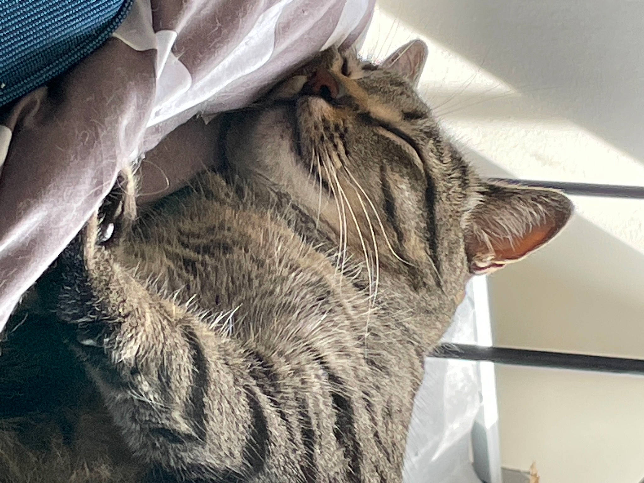 Monty is registered to the contest to win money with this photo: carnivore, cat, comfort, domestic_short_haired_cat, fawn, felidae, fur, gesture, grey, human_leg, livestock, metal, pack_animal, paw, small_to_medium_sized_cats, snout, tail, whiskers, working_animal, wrinkle