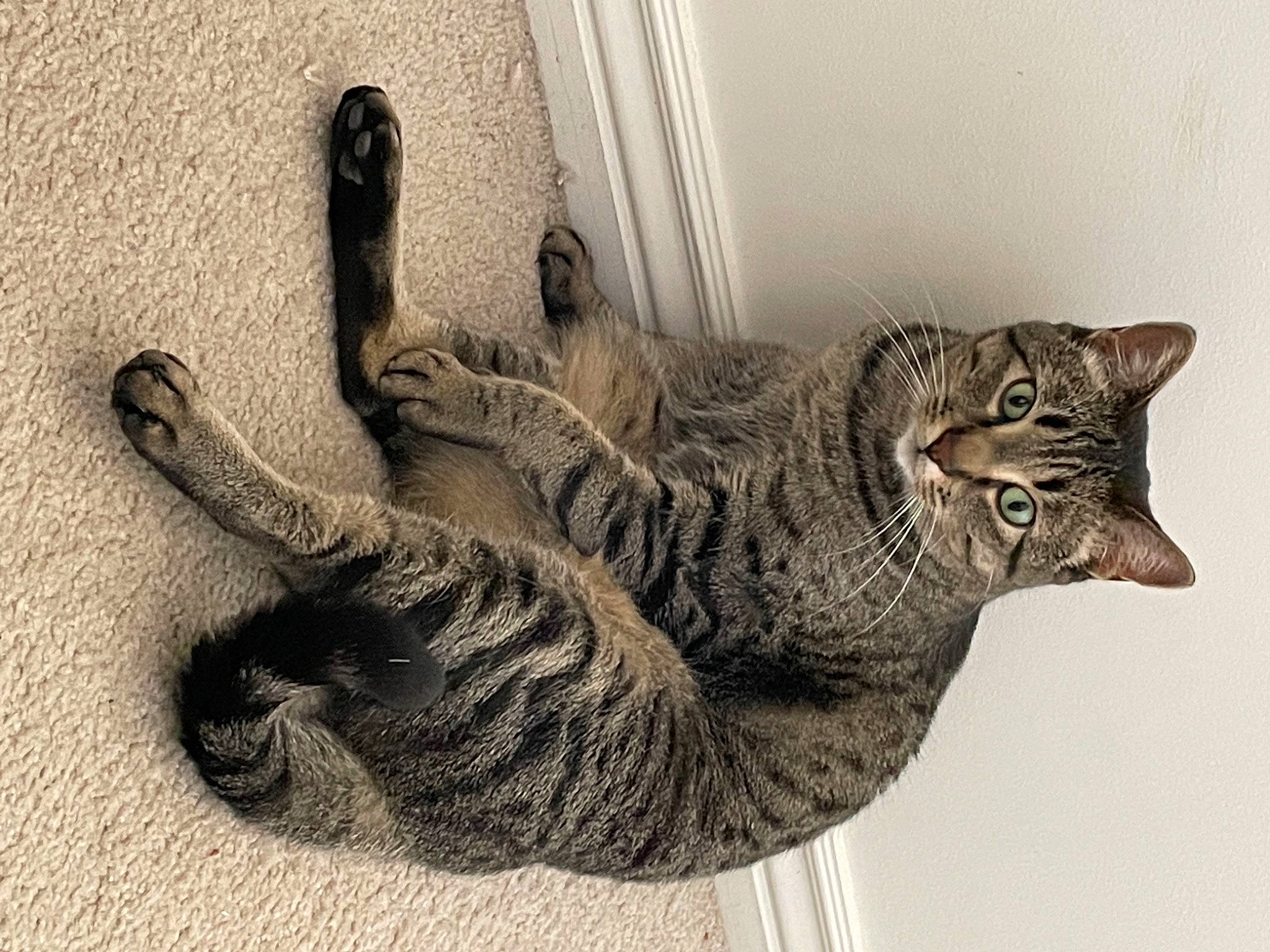 Monty joined the competition — help win amazing prizes! art, carnivore, cat, claw, domestic_short_haired_cat, felidae, fur, grey, monochrome_photography, paw, ragdoll, shadow, sitting, small_to_medium_sized_cats, snout, tail, terrestrial_animal, whiskers, wildlife, wood