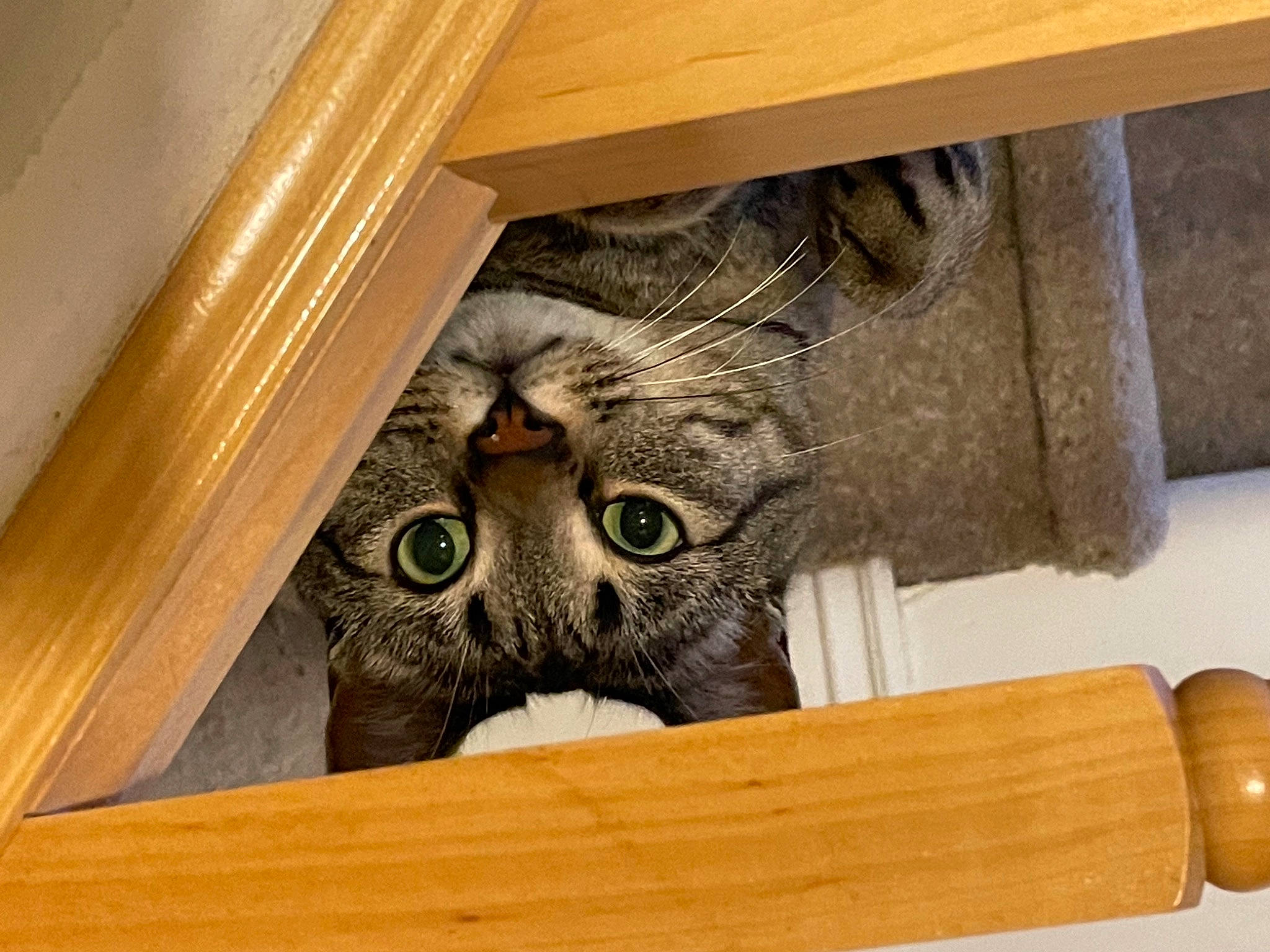 Monty joined the competition — help win amazing prizes! bird, bird_of_prey, bookcase, carnivore, cat, domestic_short_haired_cat, eye, fawn, felidae, fur, hardwood, owl, room, shelf, shelving, small_to_medium_sized_cats, tail, whiskers, wood, wood_stain