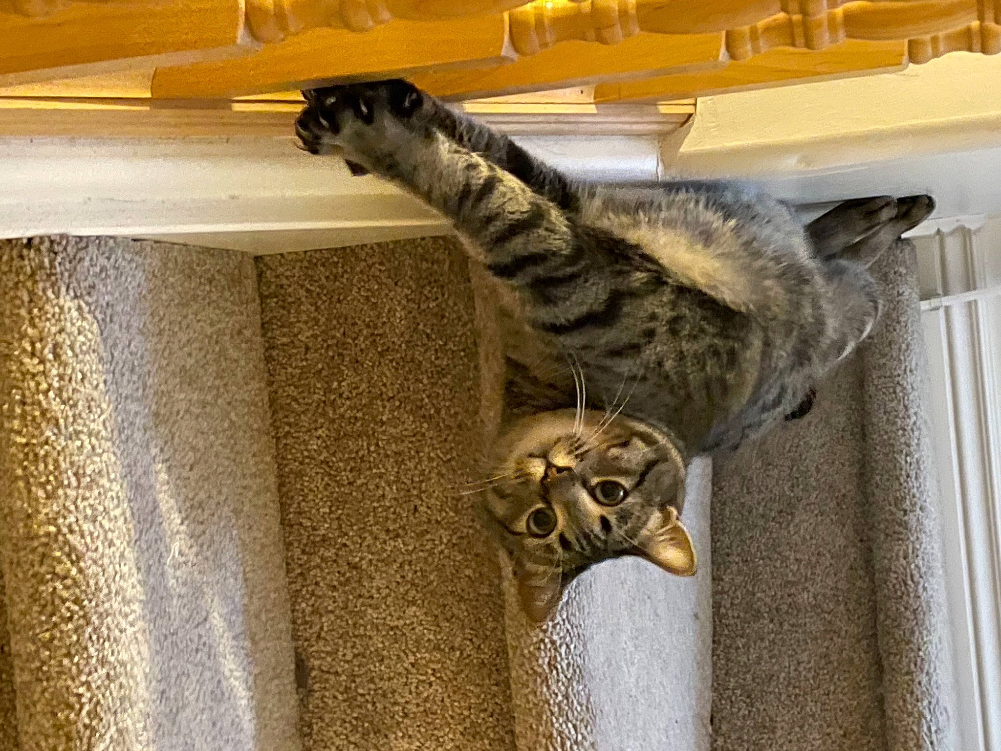 Monty is registered to the contest to win money with this photo: big_cats, carnivore, cat, domestic_short_haired_cat, felidae, fur, hardwood, lynx, room, small_to_medium_sized_cats, snout, tail, terrestrial_animal, whiskers, wildlife, wood