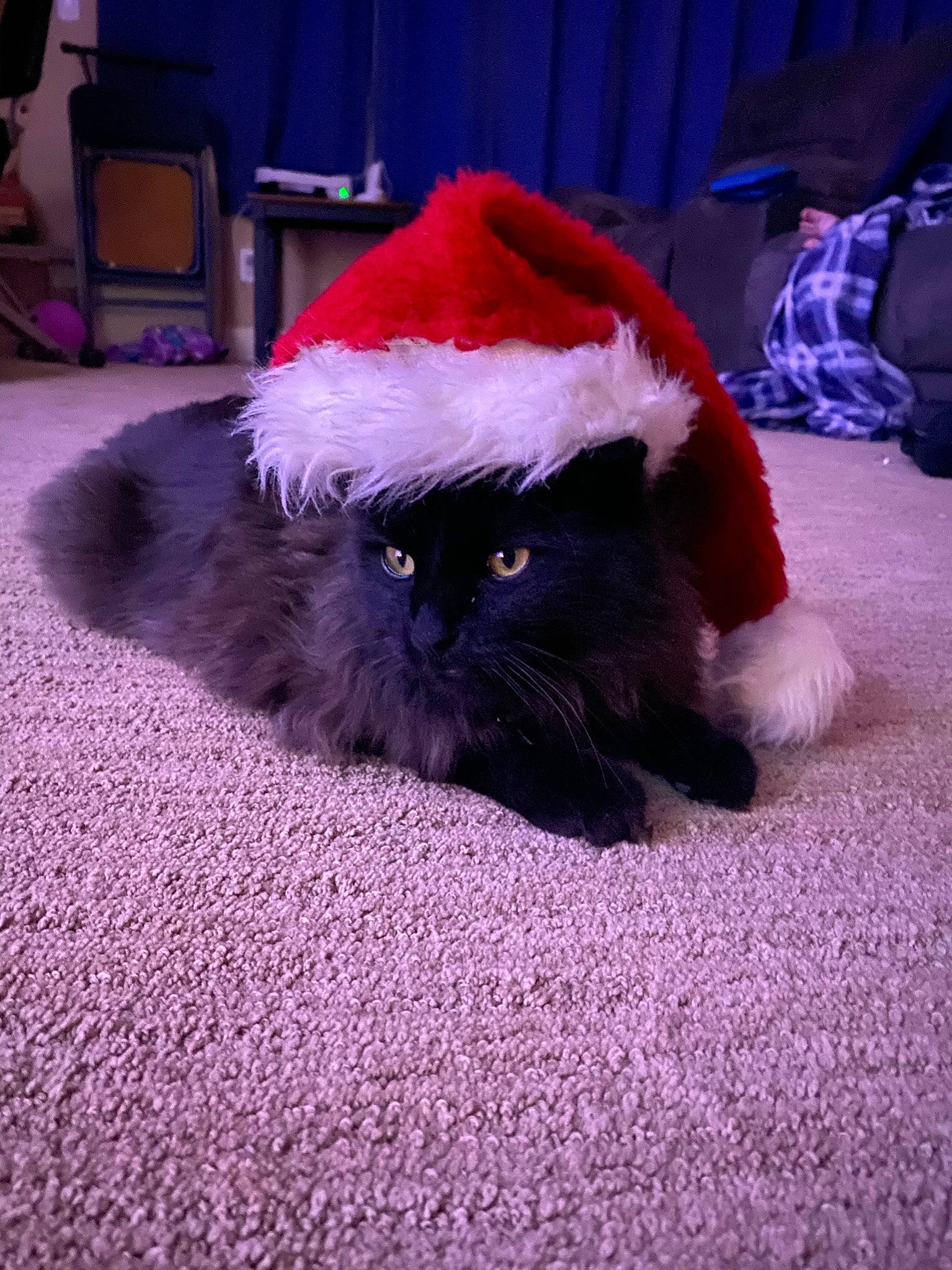 Moose joined the competition — help win amazing prizes! bag, canidae, carmine, carnivore, cat, chair, comfort, companion_dog, electric_blue, fawn, felidae, fur, lap, luggage_and_bags, magenta, purple, small_to_medium_sized_cats, snout, tail, whiskers