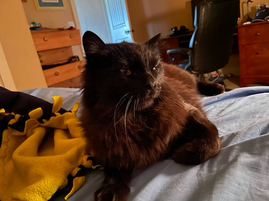 Moose is registered to the contest to win money with this photo: box, cabinetry, carnivore, cat, chair, chest_of_drawers, comfort, cupboard, drawer, dresser, fawn, felidae, flooring, furniture, grey, hardwood, room, small_to_medium_sized_cats, whiskers, wood