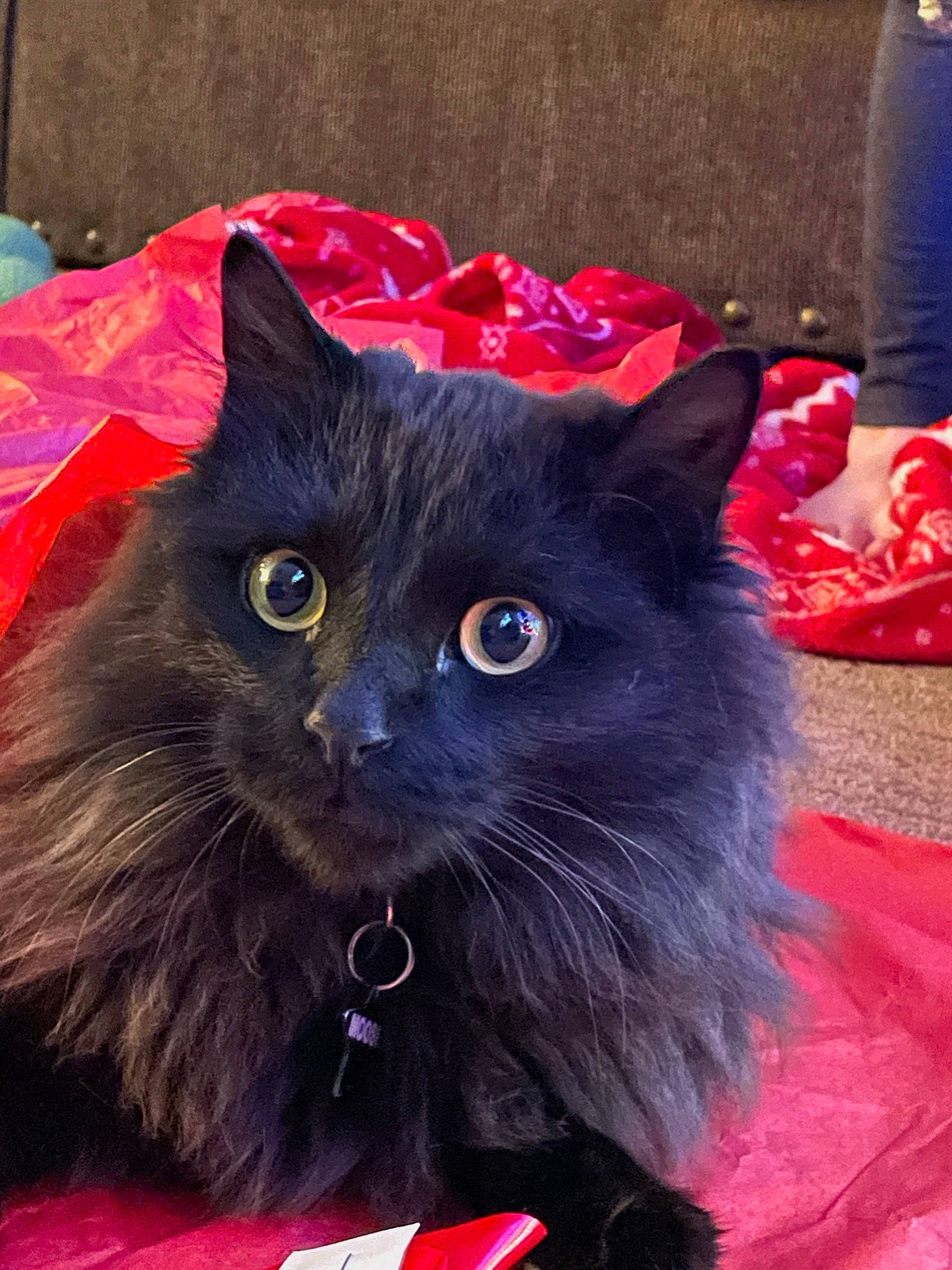 Moose is registered to the contest to win money with this photo: black_cat, bombay, carnivore, cat, claw, electric_blue, event, felidae, fur, iris, red, small_to_medium_sized_cats, snout, tail, whiskers