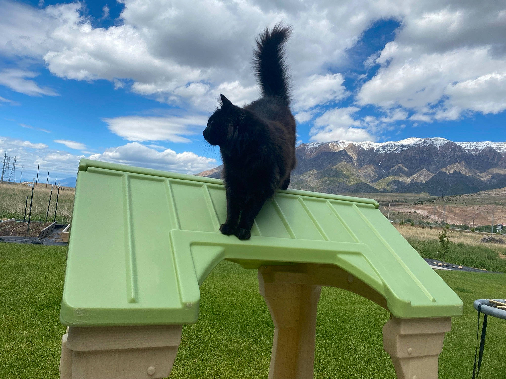 Moose is registered to the contest to win money with this photo: cat, cloud, cumulus, felidae, fur, grass, grassland, landscape, leisure, outdoor_furniture, pet_supply, plant, roof, sky, small_to_medium_sized_cats, tail, whiskers, wildlife, wing, wood