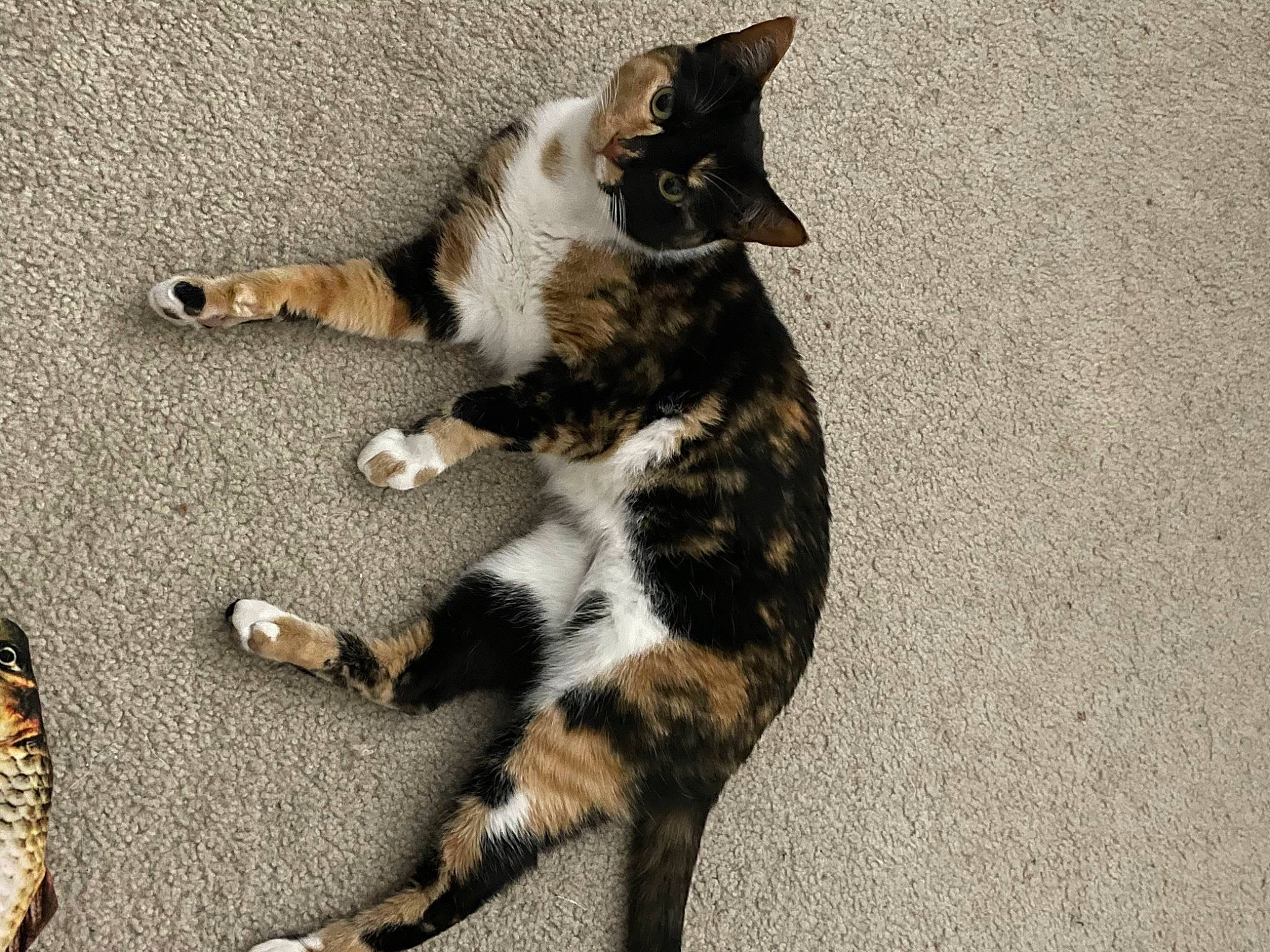 Alley joined the competition — help win amazing prizes! asphalt, canidae, carnivore, cat, claw, dog_breed, domestic_short_haired_cat, eye, felidae, foot, fur, paw, photo_caption, shadow, small_to_medium_sized_cats, snout, tail, terrestrial_animal, whiskers, wood