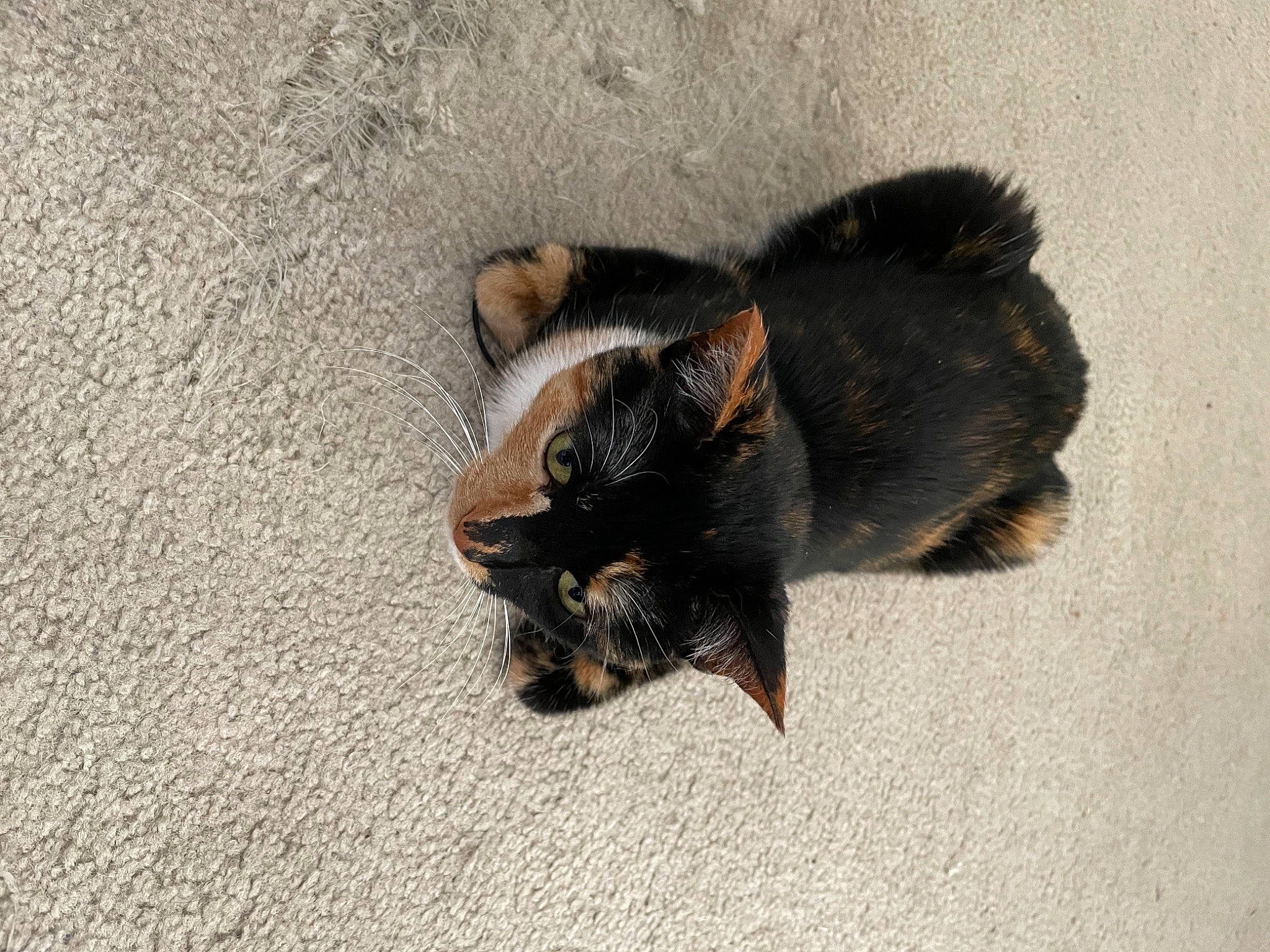 Alley is registered to the contest to win money with this photo: asphalt, bat, carnivore, cat, claw, dog_breed, felidae, foot, fur, paw, road_surface, sand, shadow, small_to_medium_sized_cats, snout, soil, tail, terrestrial_animal, whiskers, wildlife