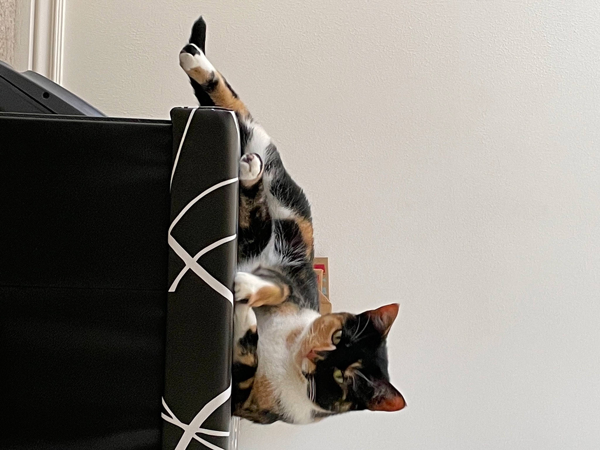 Alley joined the competition — help win amazing prizes! automotive_design, box, carnivore, cat, domestic_short_haired_cat, eyewear, felidae, fur, gesture, office_supplies, paw, small_to_medium_sized_cats, tail, whiskers