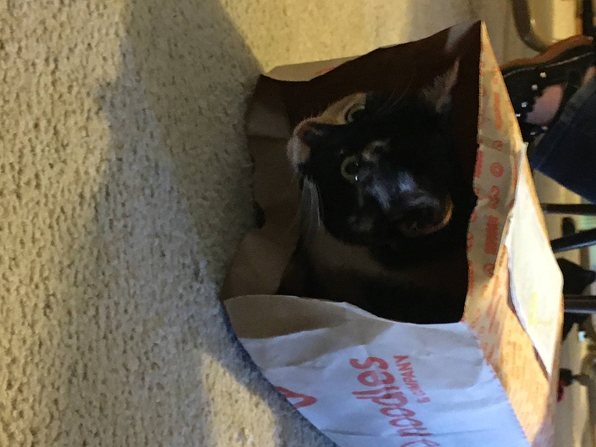 Alley is registered to the contest to win money with this photo: box, canidae, carnivore, cat, cat_supply, comfort, companion_dog, concrete, dog_breed, domestic_short_haired_cat, felidae, guard_dog, packaging_and_labeling, pet_supply, small_to_medium_sized_cats, sporting_group, terrestrial_animal, whiskers, working_animal