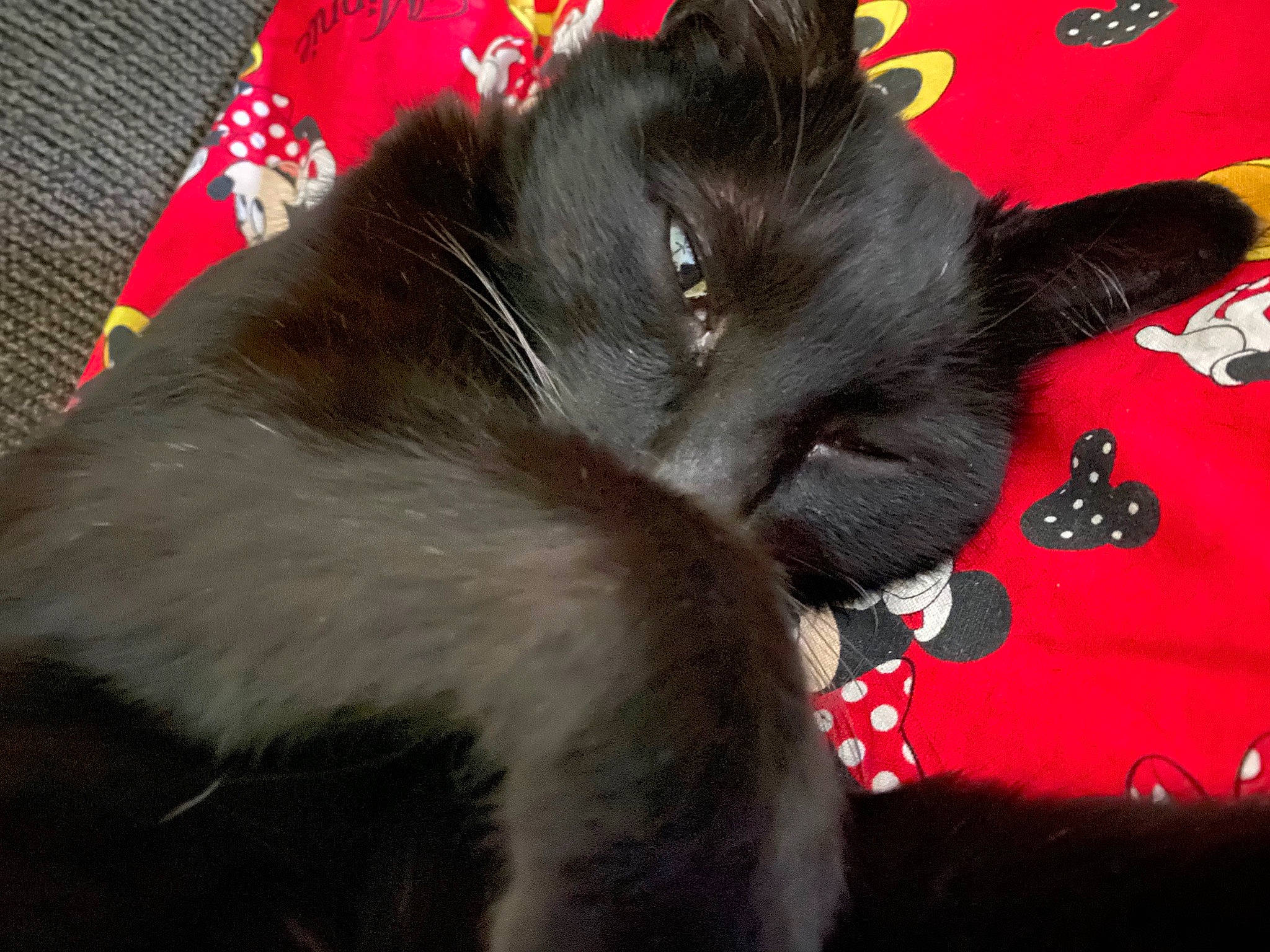 Cocoa is registered to the contest to win money with this photo: black_cat, bombay, carmine, carnivore, cat, claw, comfort, domestic_short_haired_cat, ear, felidae, fur, small_to_medium_sized_cats, snout, tail, whiskers
