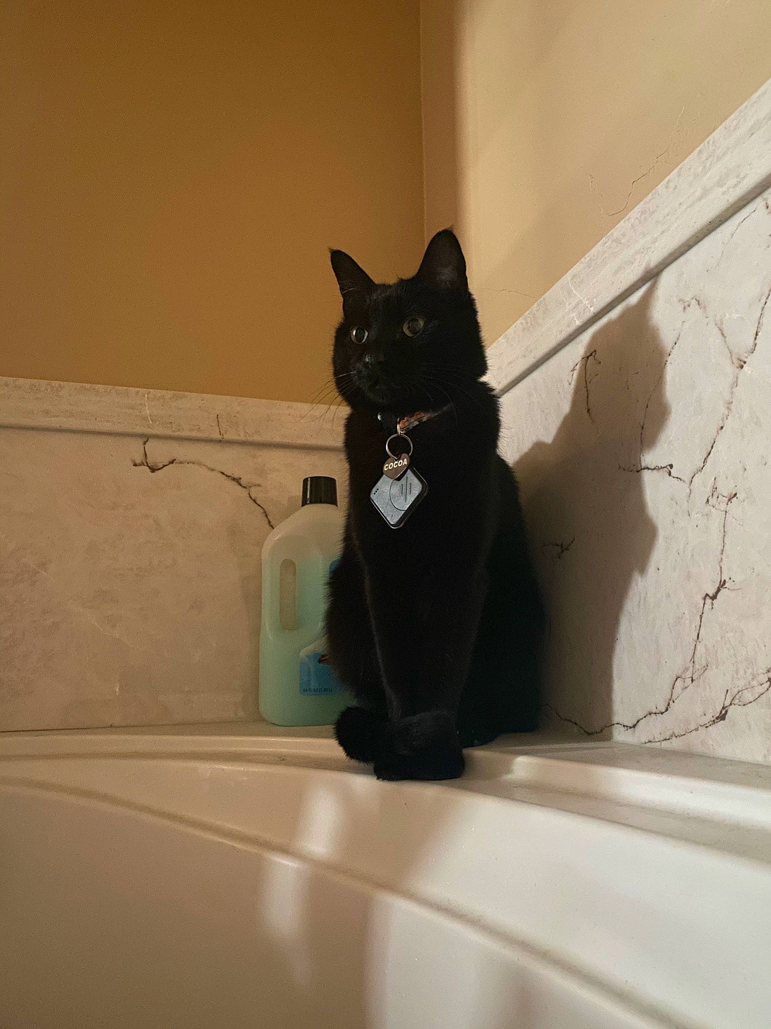 Cocoa joined the competition — help win amazing prizes! bathroom, bathroom_sink, bathtub, black_cat, bombay, carnivore, cat, comfort, domestic_short_haired_cat, felidae, flooring, fur, plumbing_fixture, room, shadow, small_to_medium_sized_cats, tail, tints_and_shades, whiskers, window
