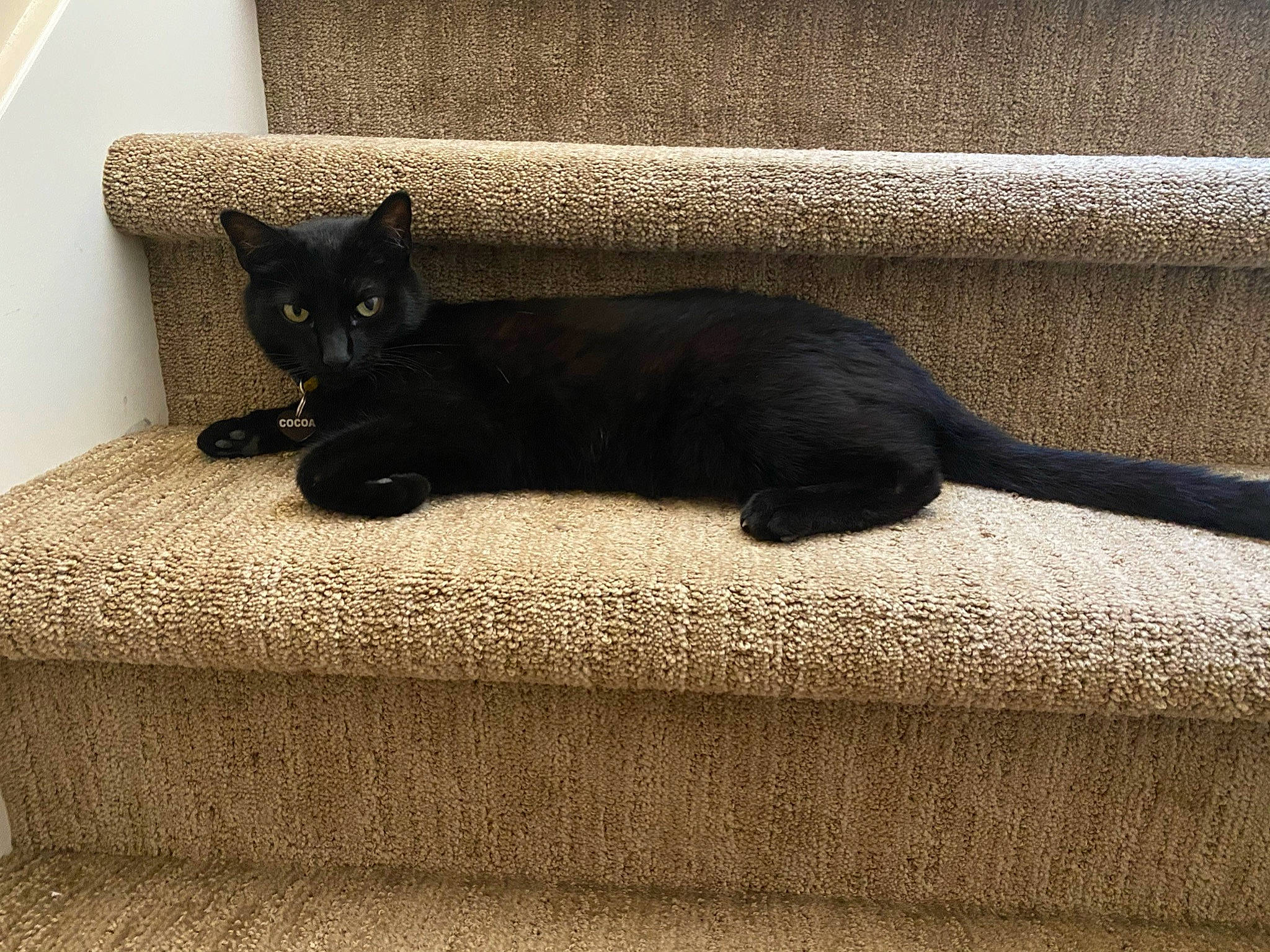 Cocoa joined the competition — help win amazing prizes! black_cat, bombay, carnivore, cat, comfort, felidae, flooring, grey, line, linens, mammal, rectangle, small_to_medium_sized_cats, snout, tail, terrestrial_animal, tints_and_shades, vertebrate, whiskers, wood