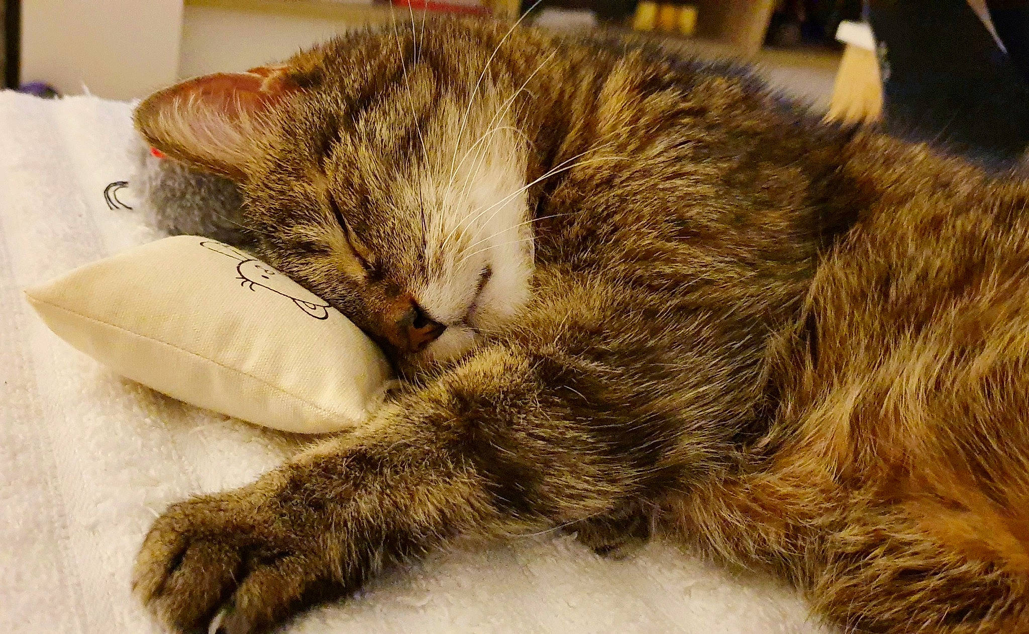 Liloo a rejoint le concours — aidez-le/la à gagner de superbes lots ! carnivore, cat, cat_supply, claw, close_up, comfort, domestic_short_haired_cat, fawn, felidae, fur, nap, paw, sleep, small_to_medium_sized_cats, snout, tail, whiskers, wood