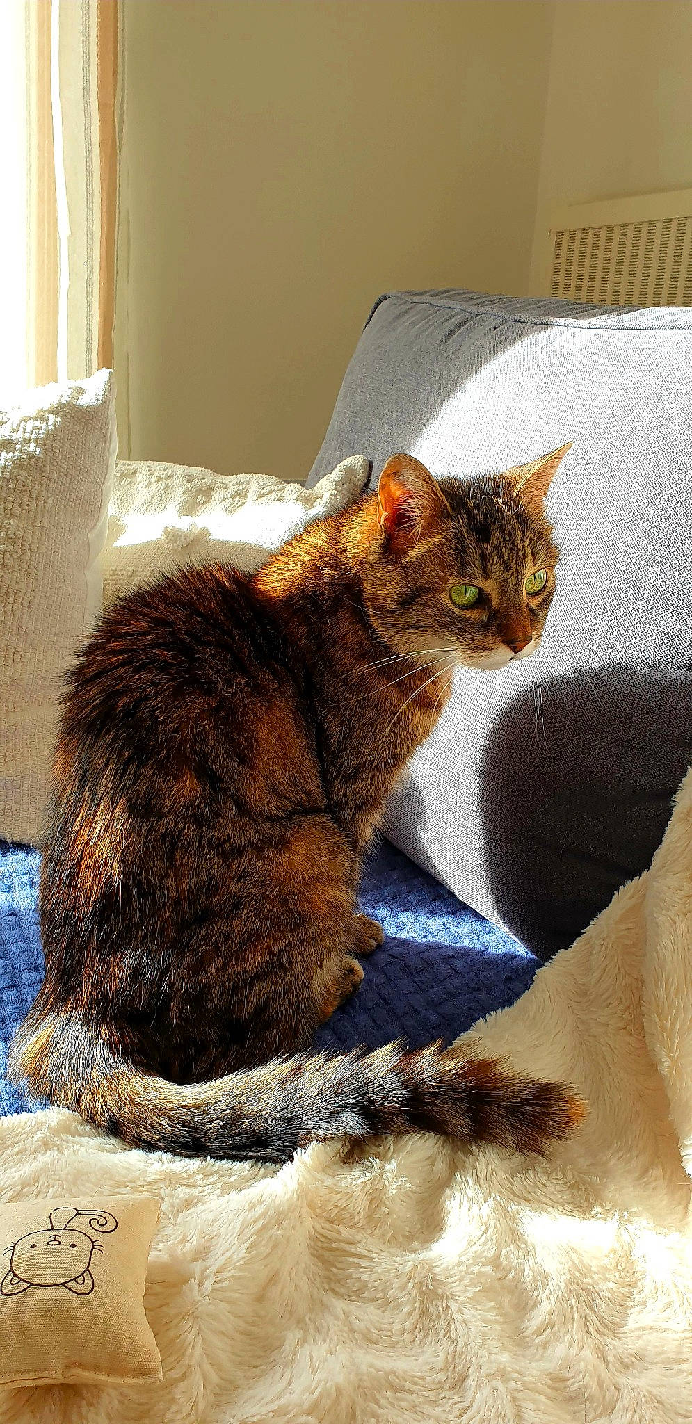 Liloo a rejoint le concours — aidez-le/la à gagner de superbes lots ! carnivore, cat, cat_supply, claw, comfort, curtain, domestic_short_haired_cat, fawn, felidae, fur, linens, paw, small_to_medium_sized_cats, snout, tail, terrestrial_animal, whiskers, wildlife, window