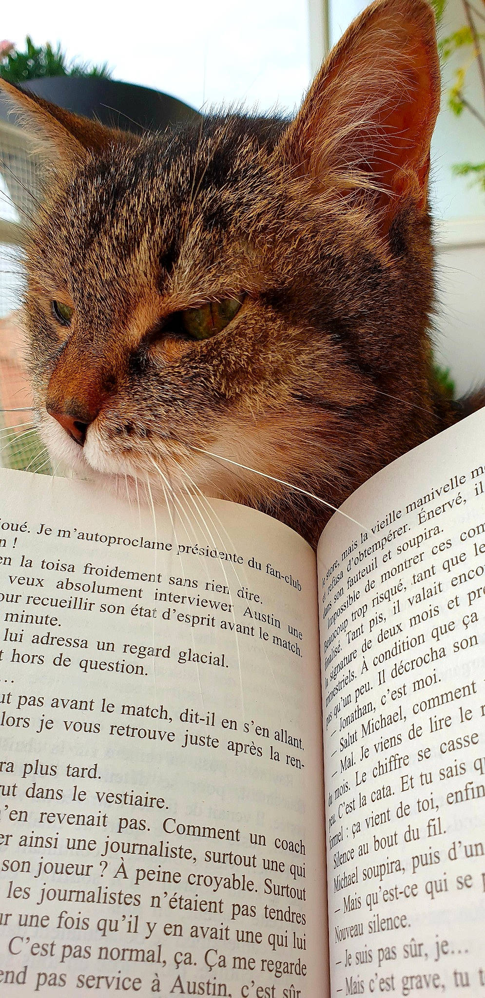 Liloo a rejoint le concours — aidez-le/la à gagner de superbes lots ! book, carnivore, cat, cat_supply, claw, domestic_short_haired_cat, felidae, font, fur, paper, paper_product, paw, photo_caption, publication, small_to_medium_sized_cats, snout, tail, terrestrial_animal, whiskers, wildlife