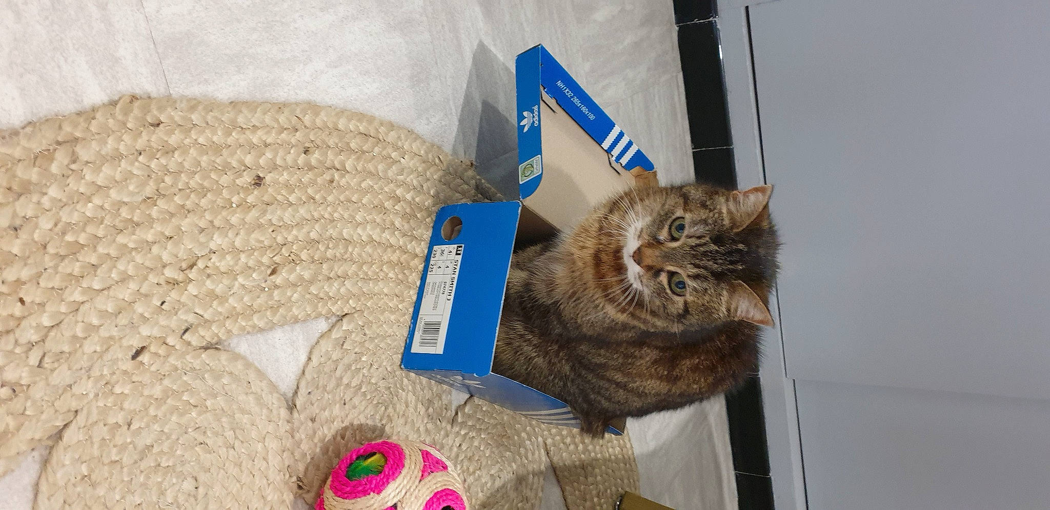 Liloo participe au concours pour gagner de l'argent avec cette photo : basket, box, carnivore, cat, comfort, domestic_short_haired_cat, fawn, felidae, flooring, fur, linens, paw, small_to_medium_sized_cats, tail, thread, toy, whiskers, wood, wool