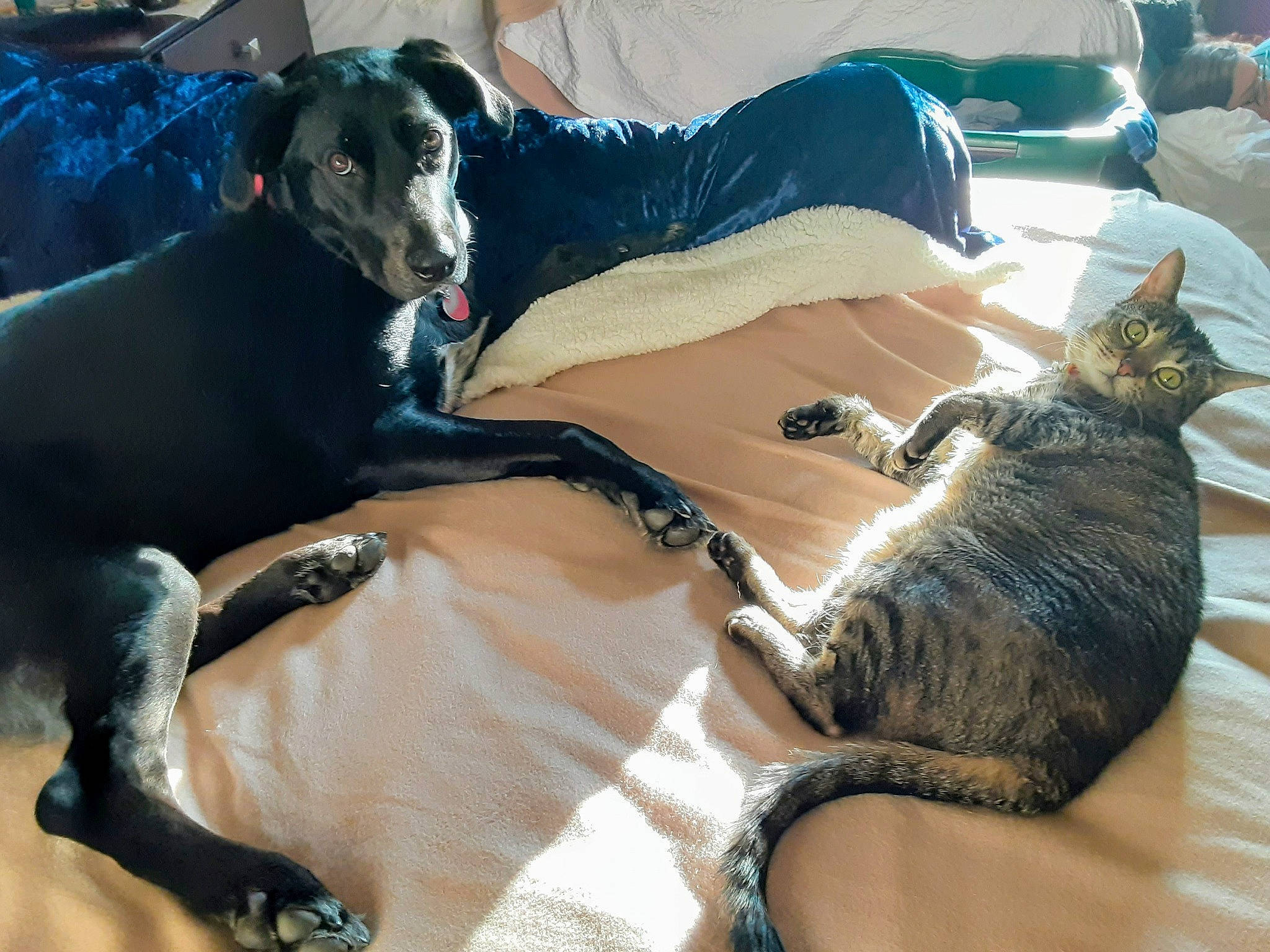 Kitty joined the competition — help win amazing prizes! bed, carnivore, cat, comfort, companion_dog, couch, dog, dog_breed, domestic_short_haired_cat, fawn, felidae, fur, mammal, sighthound, small_to_medium_sized_cats, sporting_group, tail, vertebrate, whiskers, working_animal