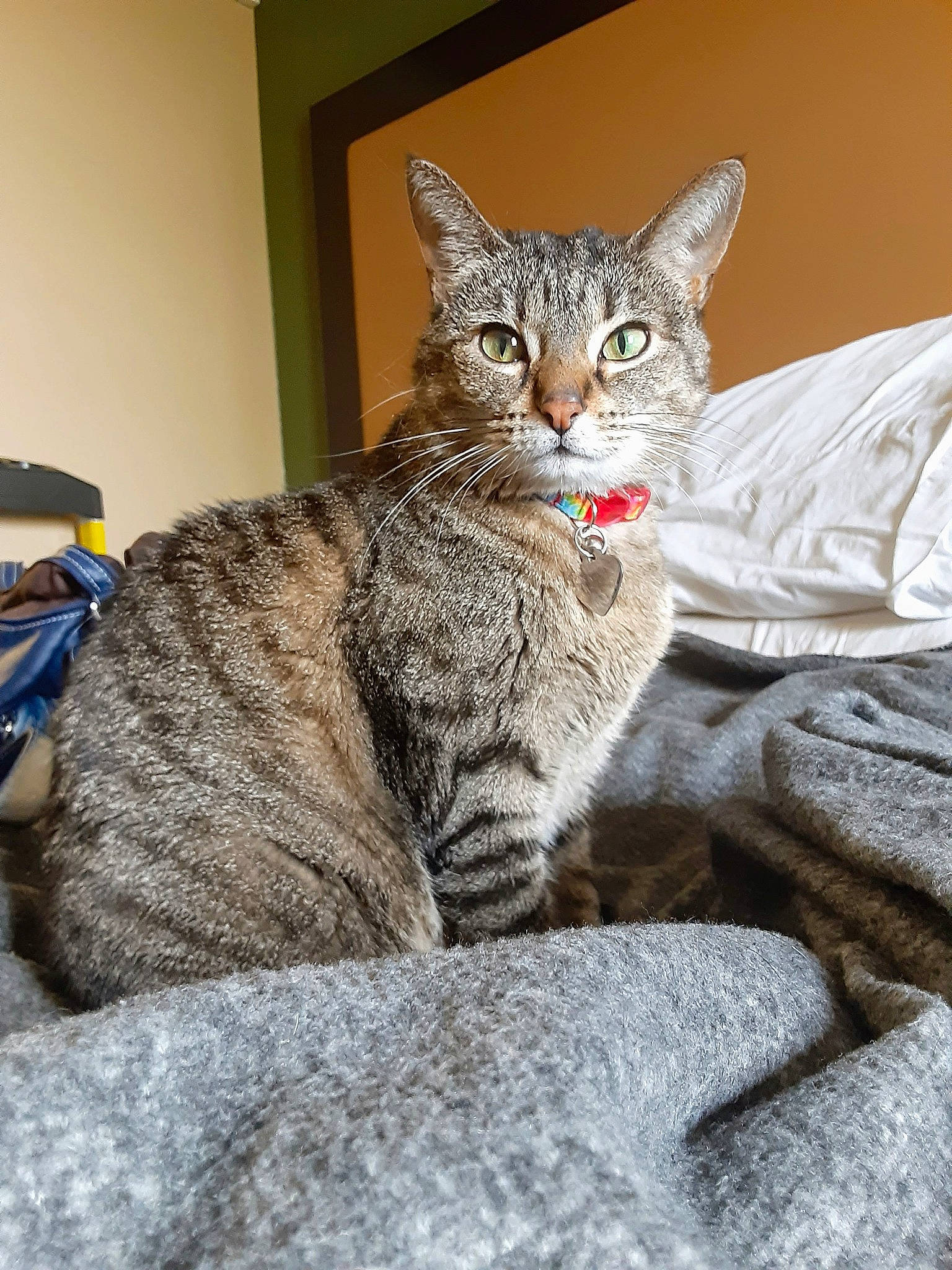 Kitty joined the competition — help win amazing prizes! carnivore, cat, claw, comfort, domestic_short_haired_cat, felidae, fur, grey, paw, sitting, small_to_medium_sized_cats, snout, tail, terrestrial_animal, whiskers, window