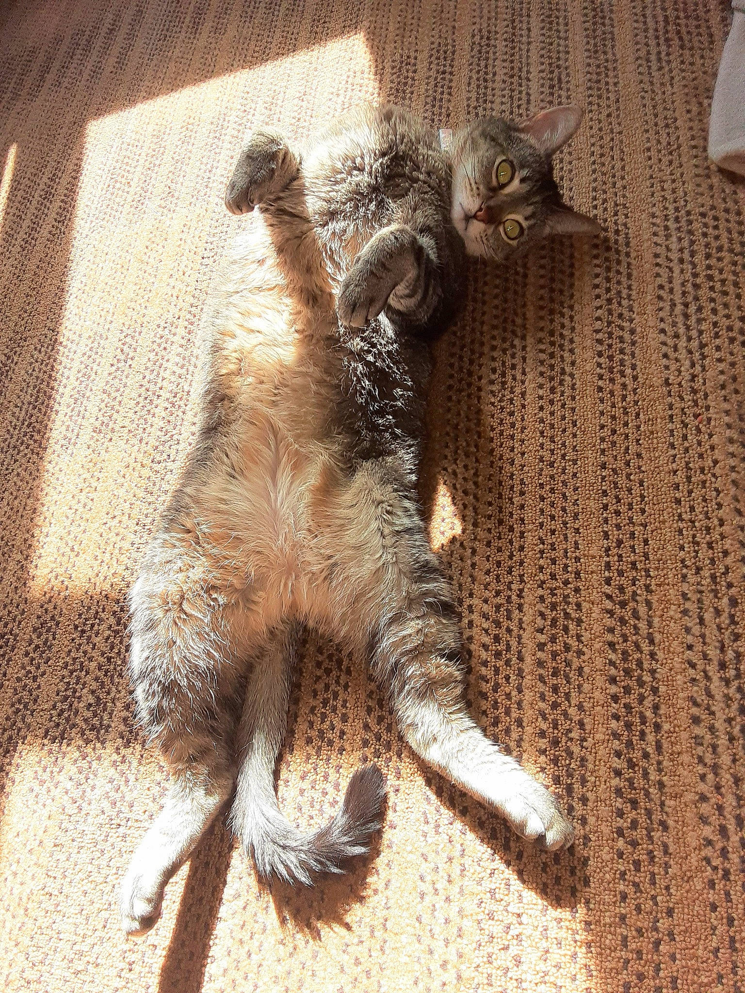 Kitty is registered to the contest to win money with this photo: canidae, carnivore, cat, claw, domestic_short_haired_cat, fawn, felidae, foot, fur, leg, metal, paw, small_to_medium_sized_cats, snout, tail, terrestrial_animal, vertebrate, whiskers, wildlife, wood