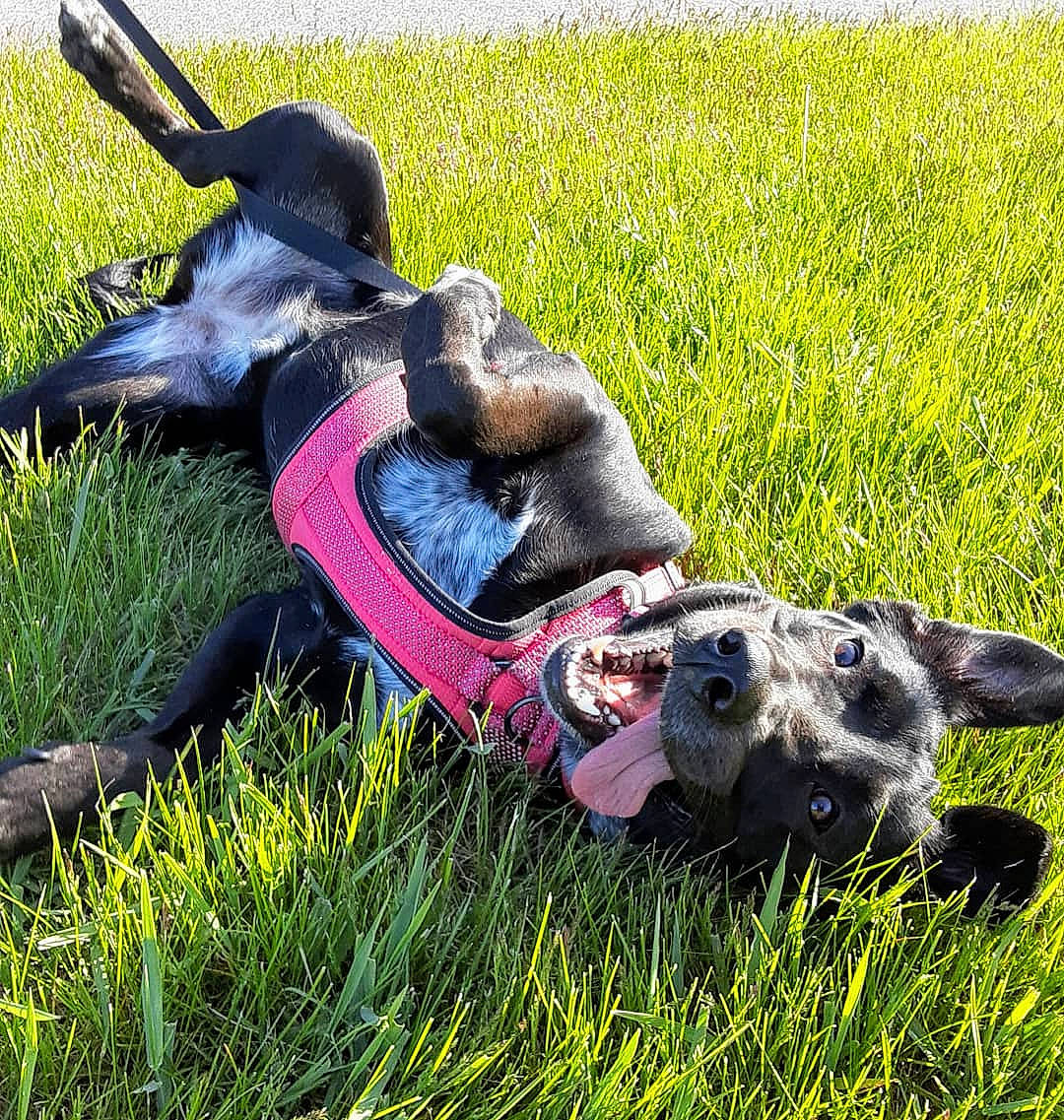 Lani joined the competition — help win amazing prizes! agriculture, canidae, carnivore, companion_dog, dog, dog_breed, fun, grass, grassland, groundcover, hat, lawn, meadow, pasture, people_in_nature, personal_protective_equipment, plant, recreation, sporting_group, working_animal