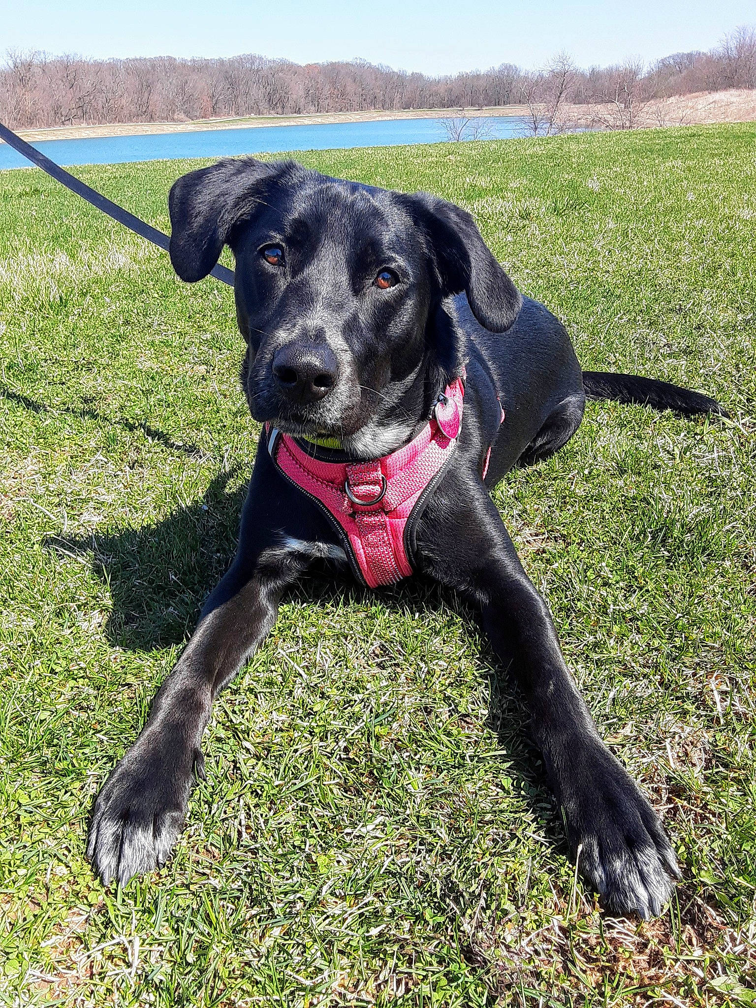 Lani is registered to the contest to win money with this photo: borador, canidae, carnivore, collar, companion_dog, dog, dog_breed, dog_collar, dog_supply, grass, grassland, personal_protective_equipment, pet_supply, plant, snout, sporting_group, sports_equipment, tail, working_animal, working_dog