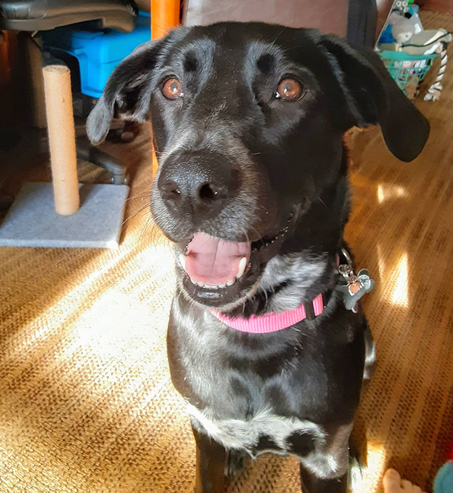 Lani joined the competition — help win amazing prizes! borador, canidae, carnivore, collar, companion_dog, dog, dog_breed, dog_collar, fashion_accessory, fawn, gun_dog, leash, liver, pet_supply, pointing_breed, retriever, snout, sporting_group, whiskers, working_animal