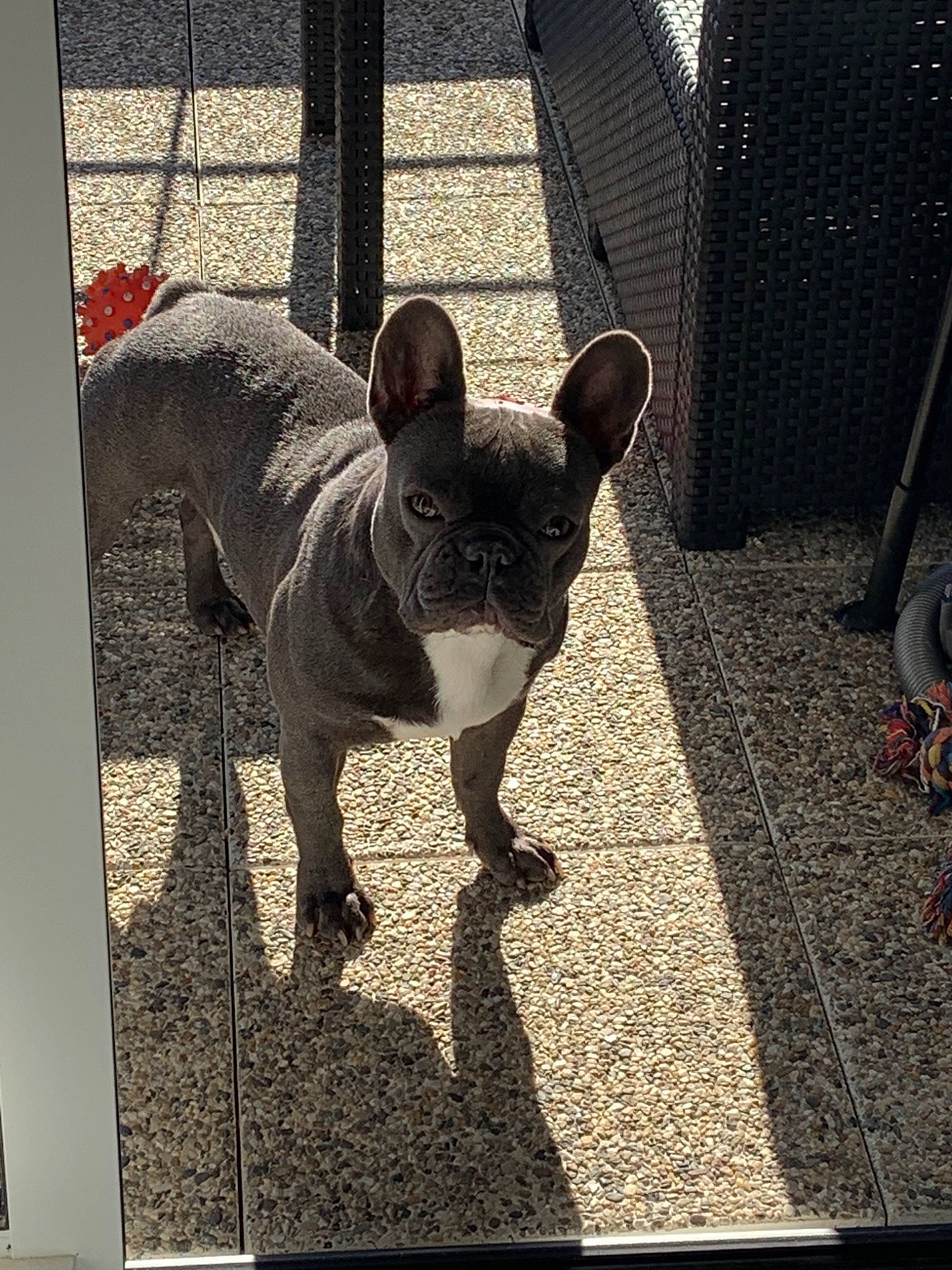 Océan a rejoint le concours — aidez-le/la à gagner de superbes lots ! bulldog, canidae, carnivore, companion_dog, dog, dog_breed, fawn, french_bulldog, mammal, non_sporting_group, snout